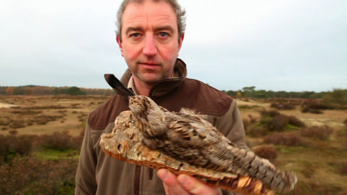 Video Bewoners of Dieren in de Heide. - Natuurwetenschappen 1ste graad A