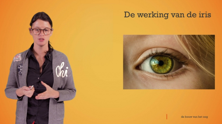 Het oog: gele vlek, blinde vlek en iris