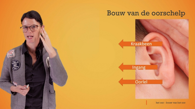 Het oor: bouw van de oorschelp en het oor