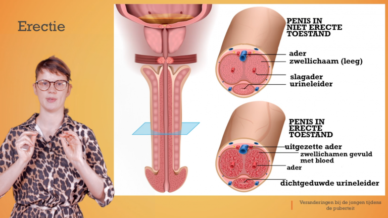 Pubertijd jongen: lichamelijke veranderingen + erectie & ejaculatie